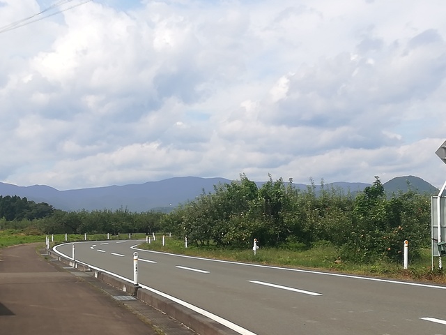 リンゴ畑と道路の画像