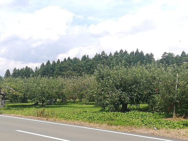 リンゴ畑の画像