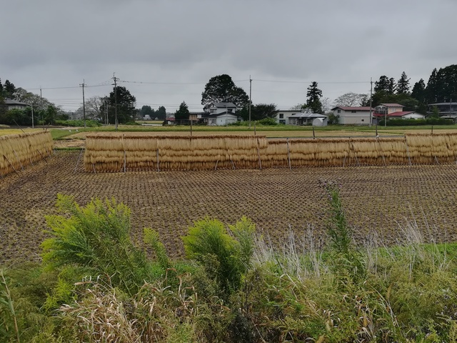 稲のはせかけ