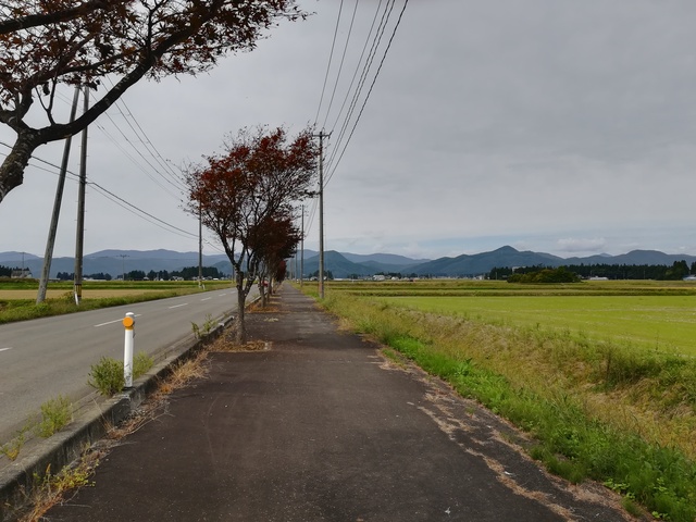 色づく街路樹の画像