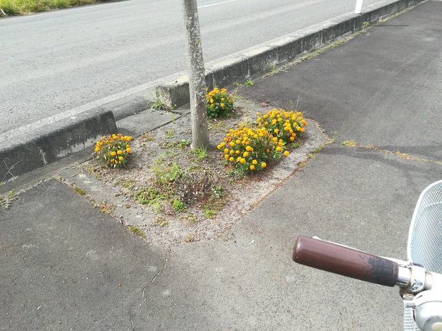 街路樹の下に咲くマリーゴールドの画像