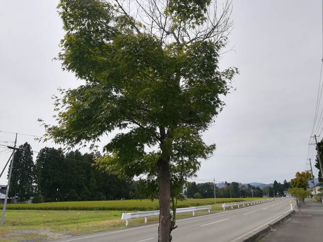 街路樹の画像