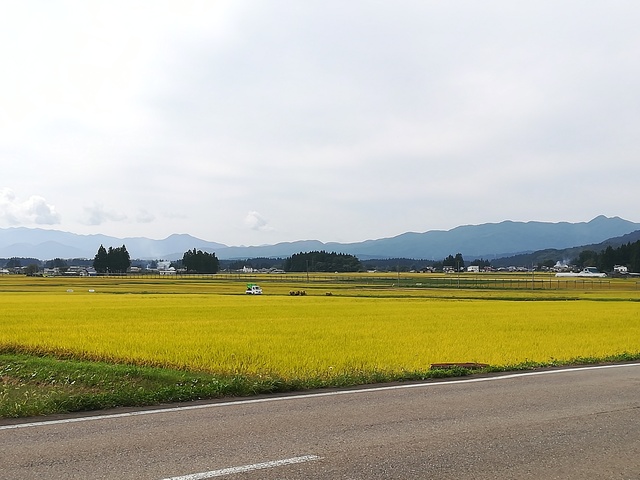 黄金色に色づく稲の画像