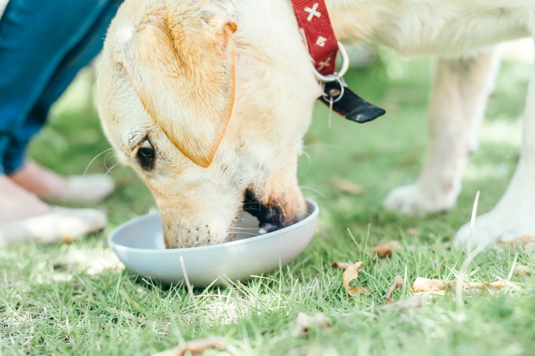 餌を食べている犬